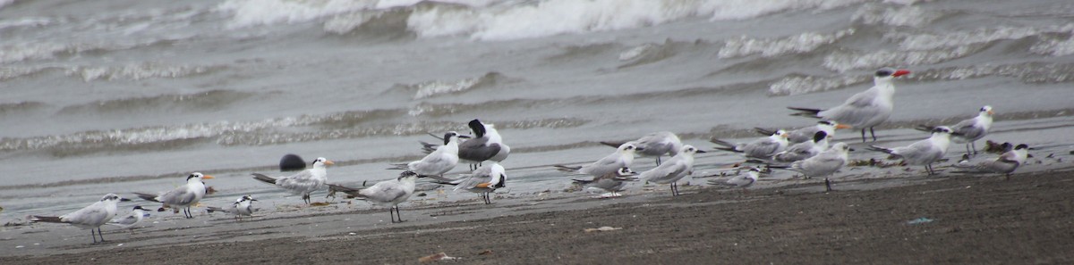 Sandwich Tern - ML624116841