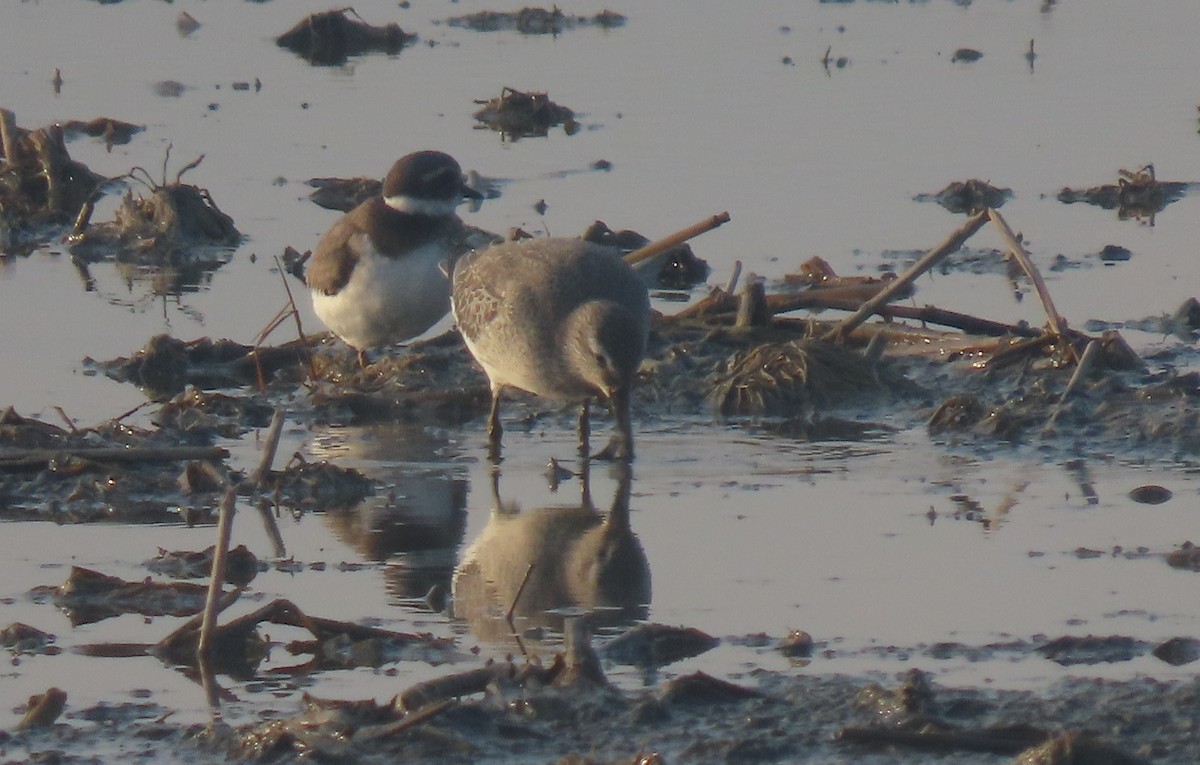 Red Knot - ML624116844