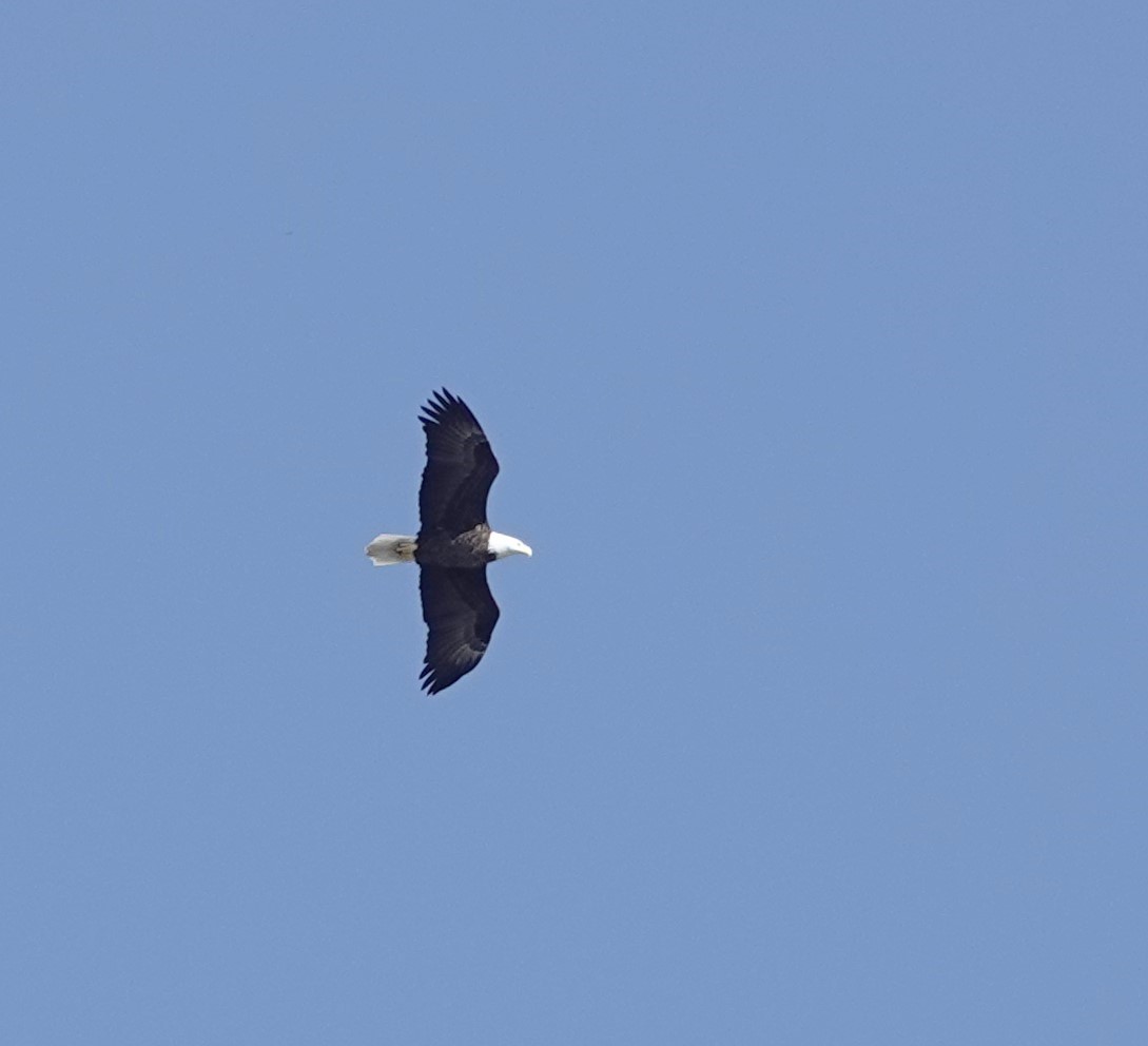 Bald Eagle - ML624116845