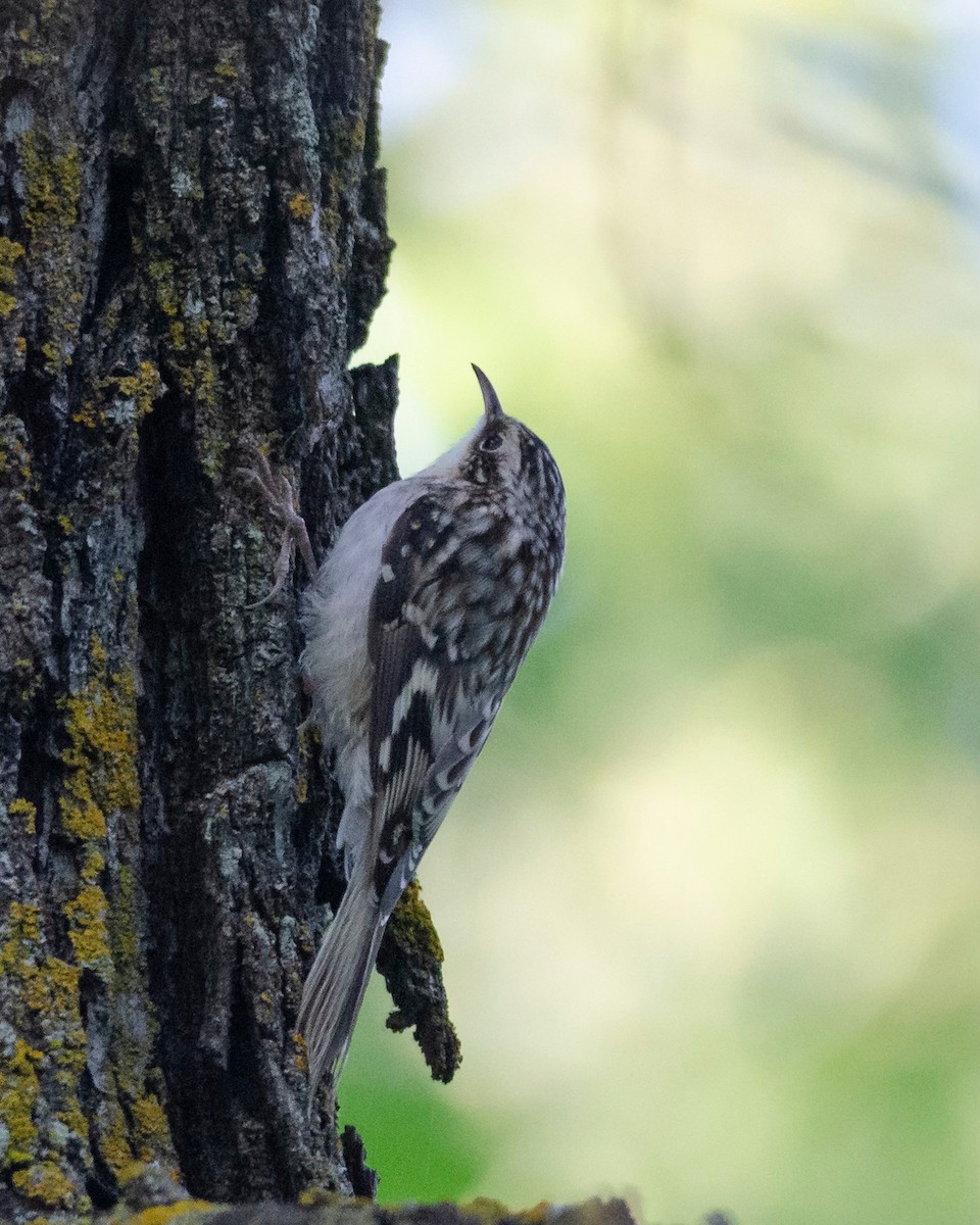 Brown Creeper - ML624116846