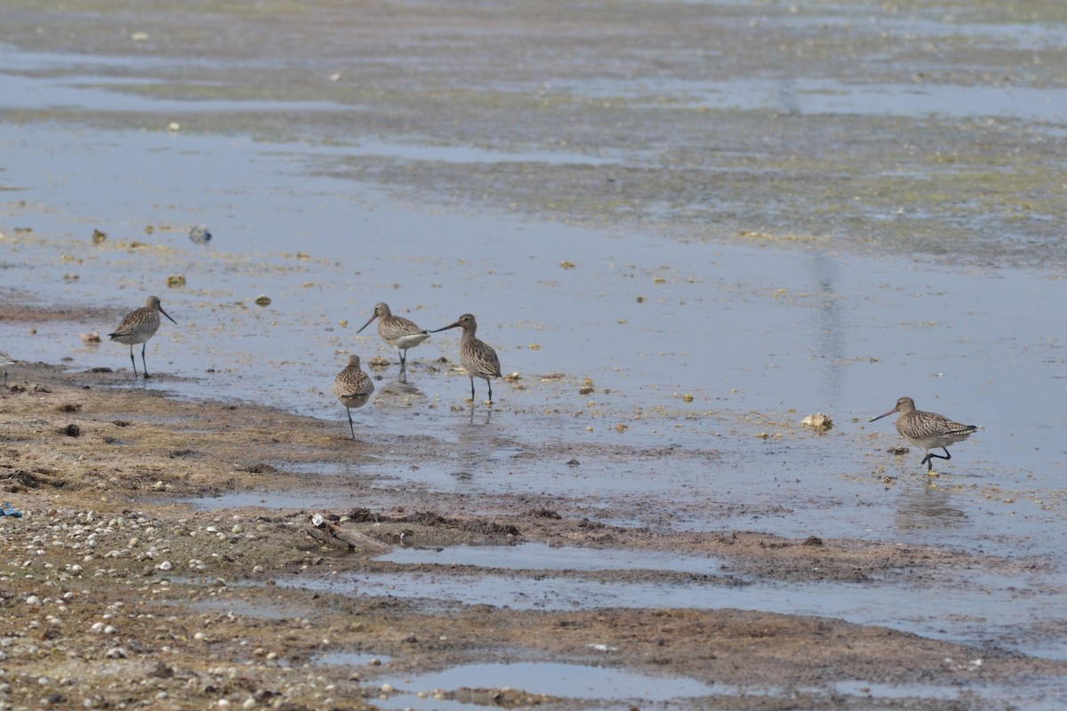 Bar-tailed Godwit - ML624116847