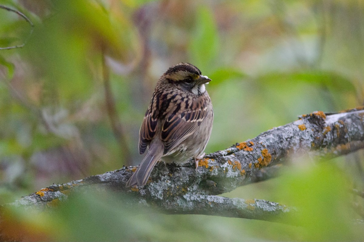 White-throated Sparrow - ML624116848