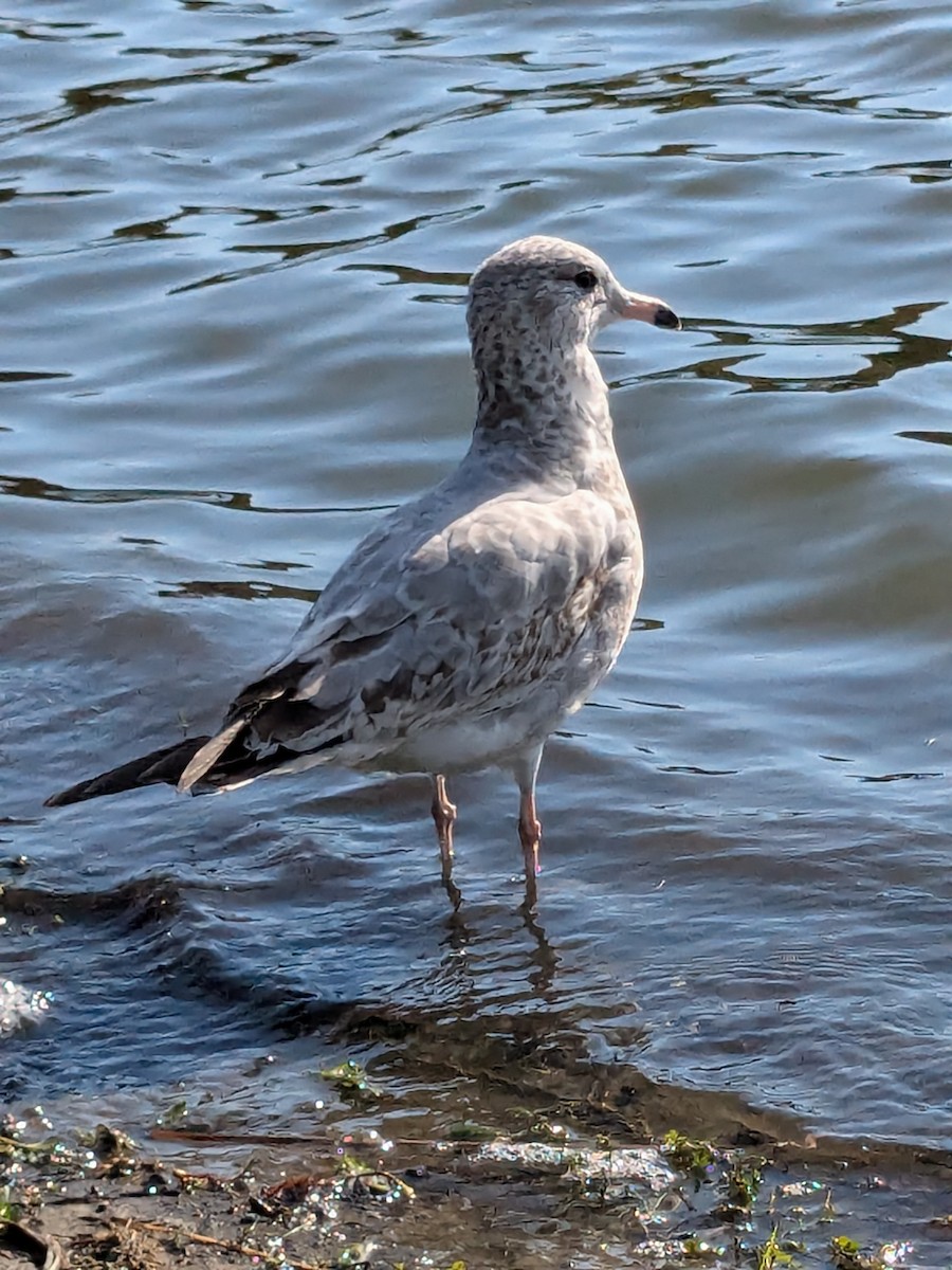 Ring-billed Gull - ML624116849