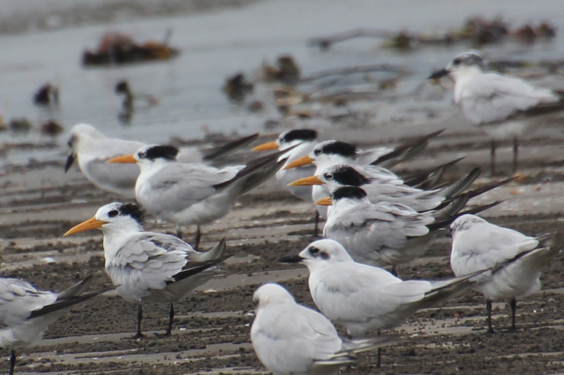 Lesser Crested Tern - ML624116853