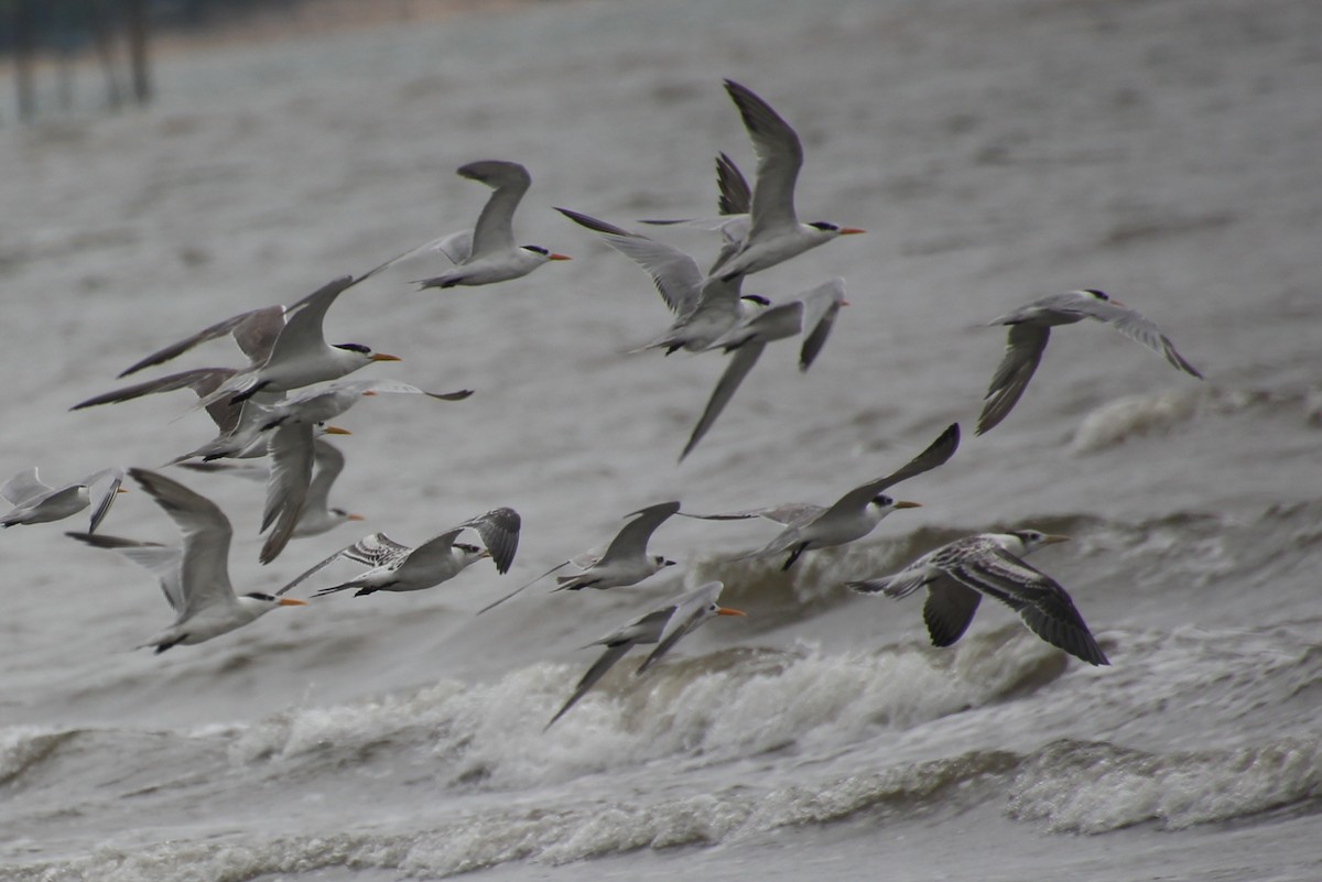 Lesser Crested Tern - ML624116854