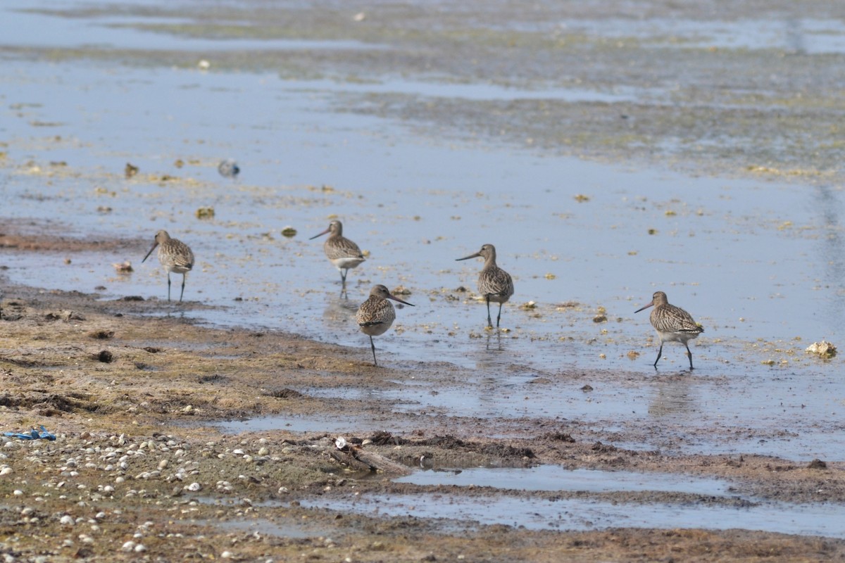 Bar-tailed Godwit - ML624116855