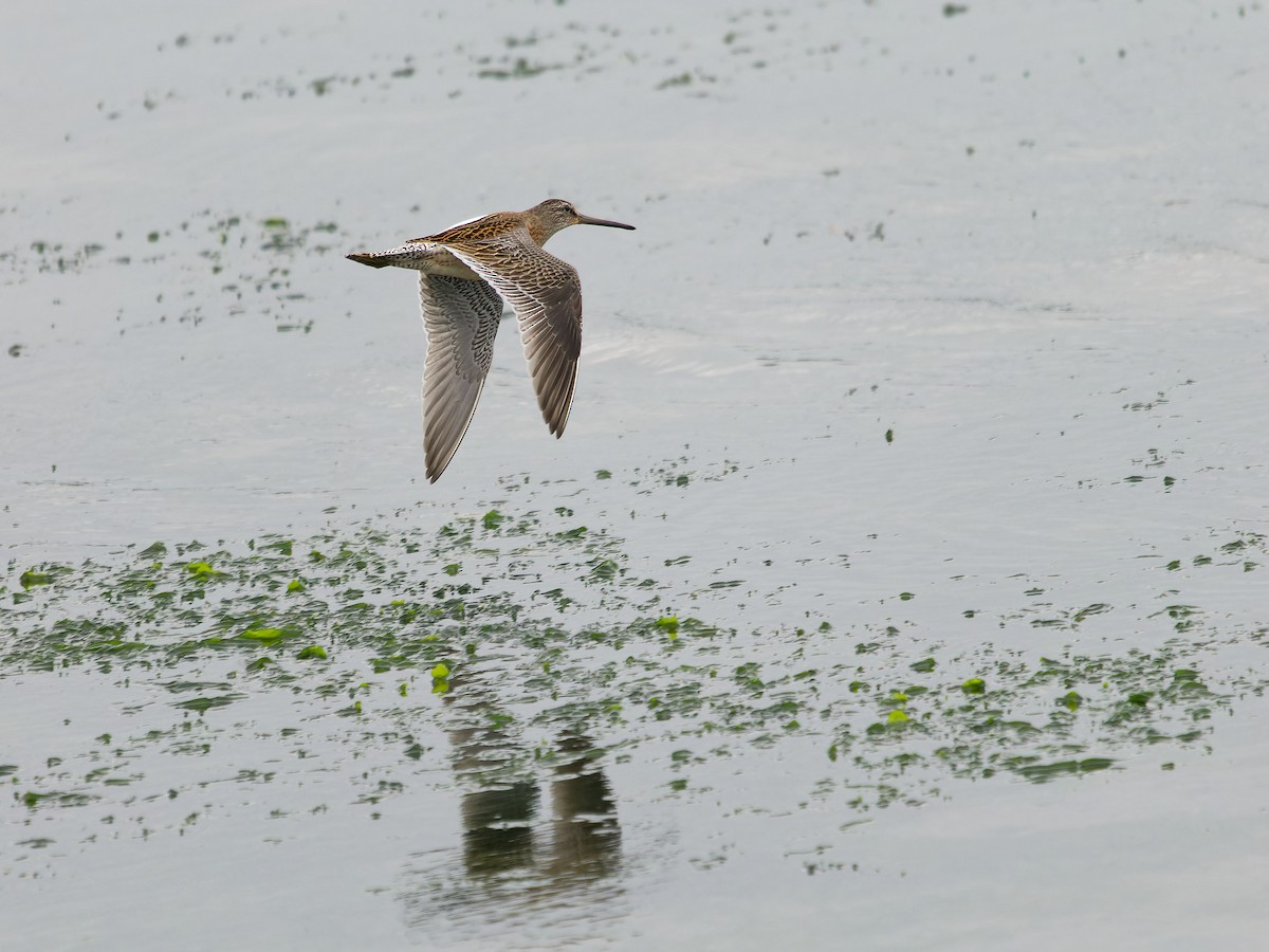 Short-billed Dowitcher - ML624116857