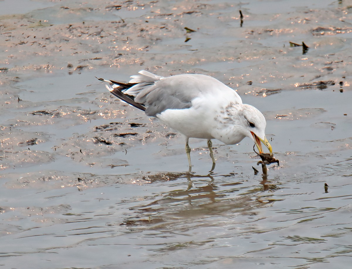 California Gull - ML624116858