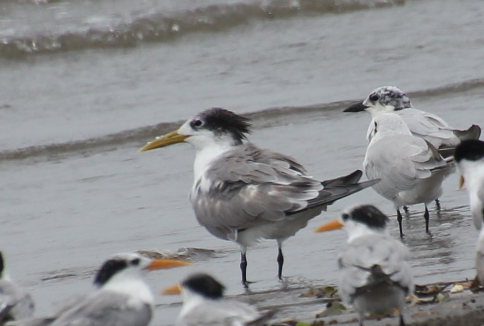 Great Crested Tern - ML624116861