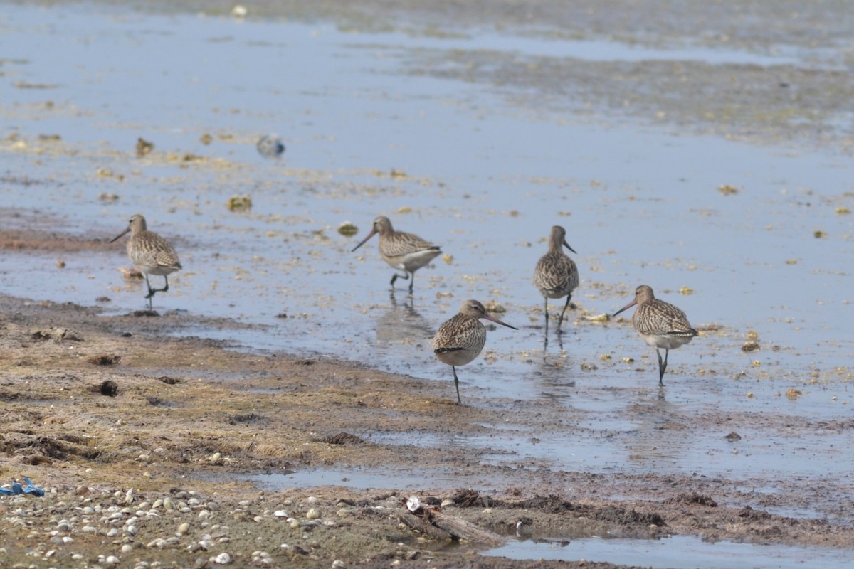 Bar-tailed Godwit - ML624116869