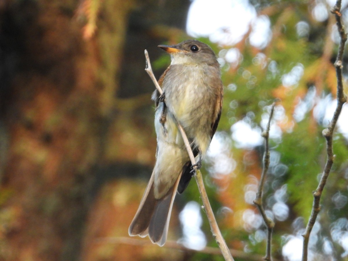 Eastern Wood-Pewee - ML624116872