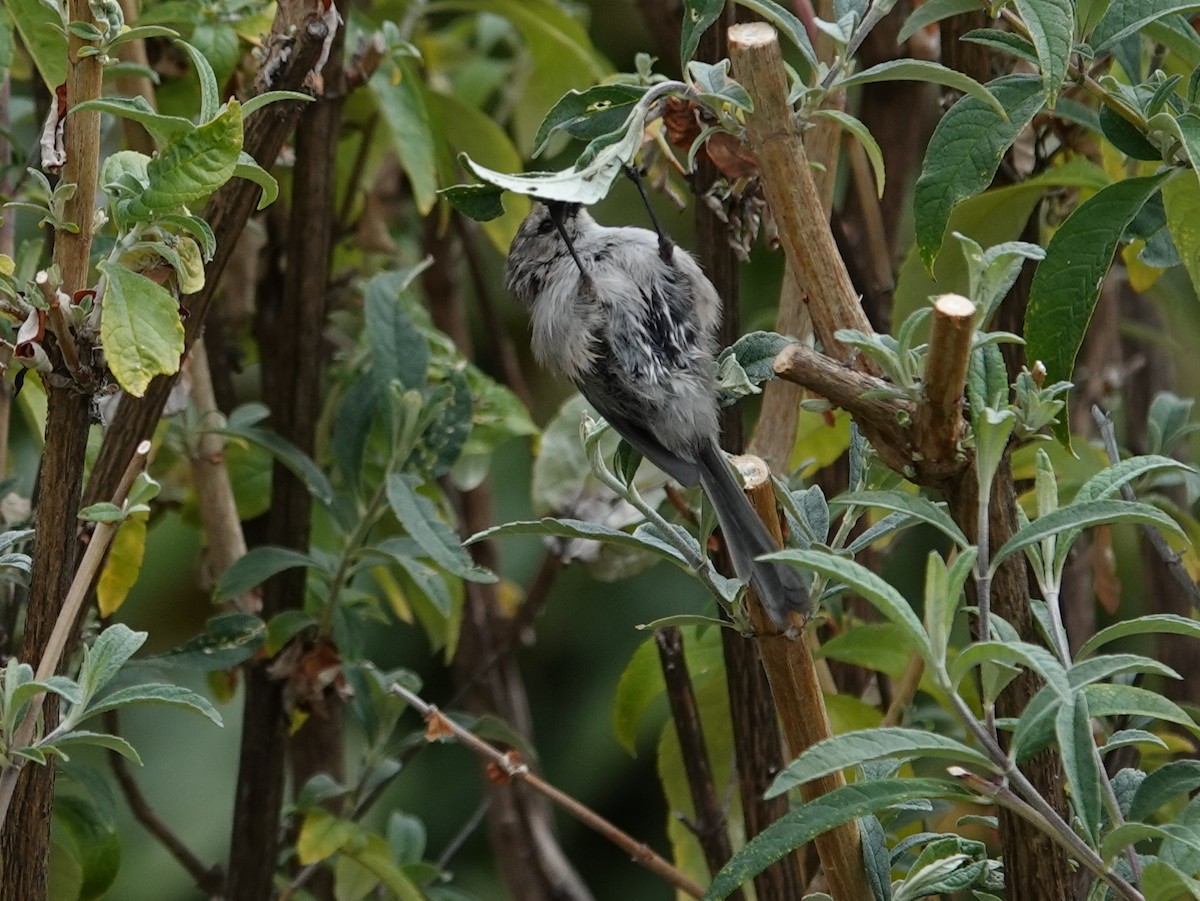 Bushtit - ML624116874