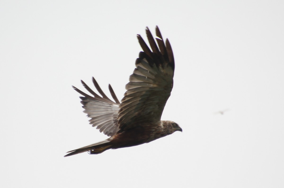 Western Marsh Harrier - Atharva Kasturia