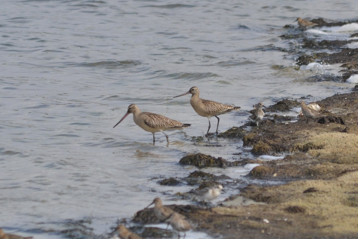 Bar-tailed Godwit - ML624116876