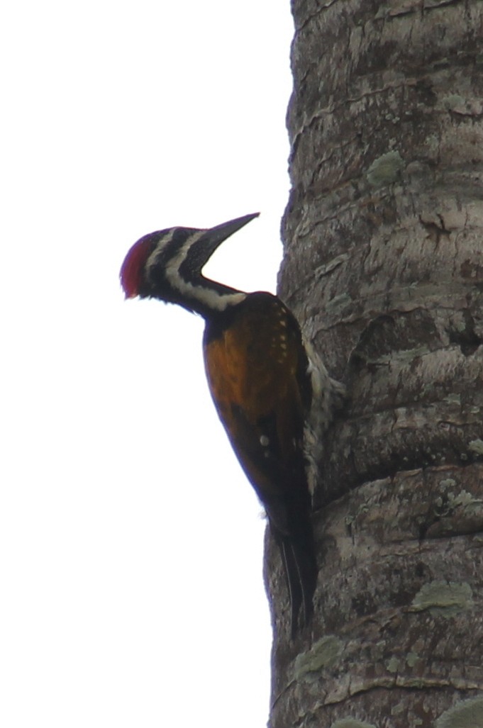 Black-rumped Flameback - ML624116878