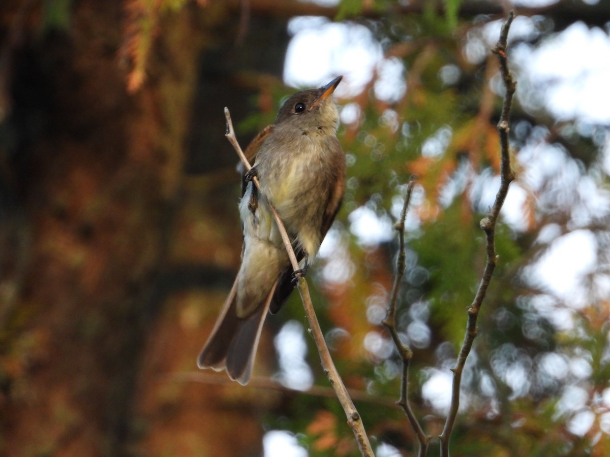 Eastern Wood-Pewee - ML624116879