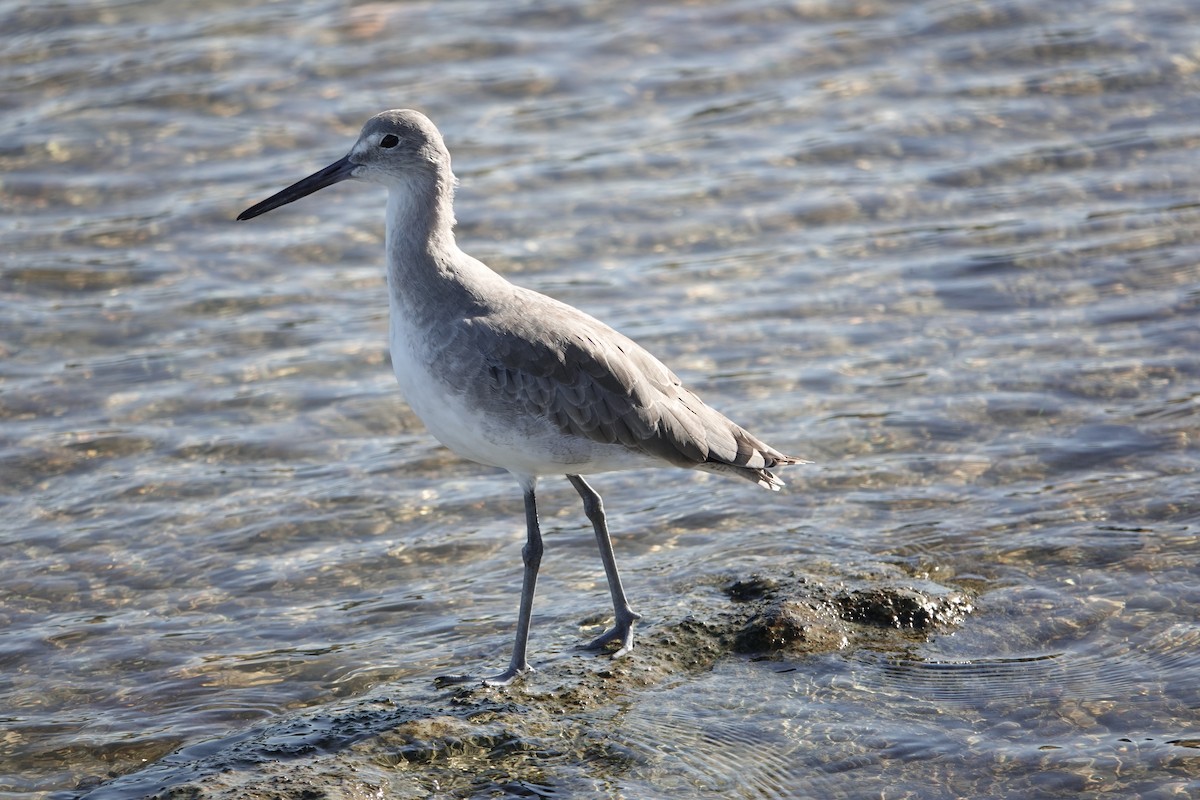 Willet - ML624116880