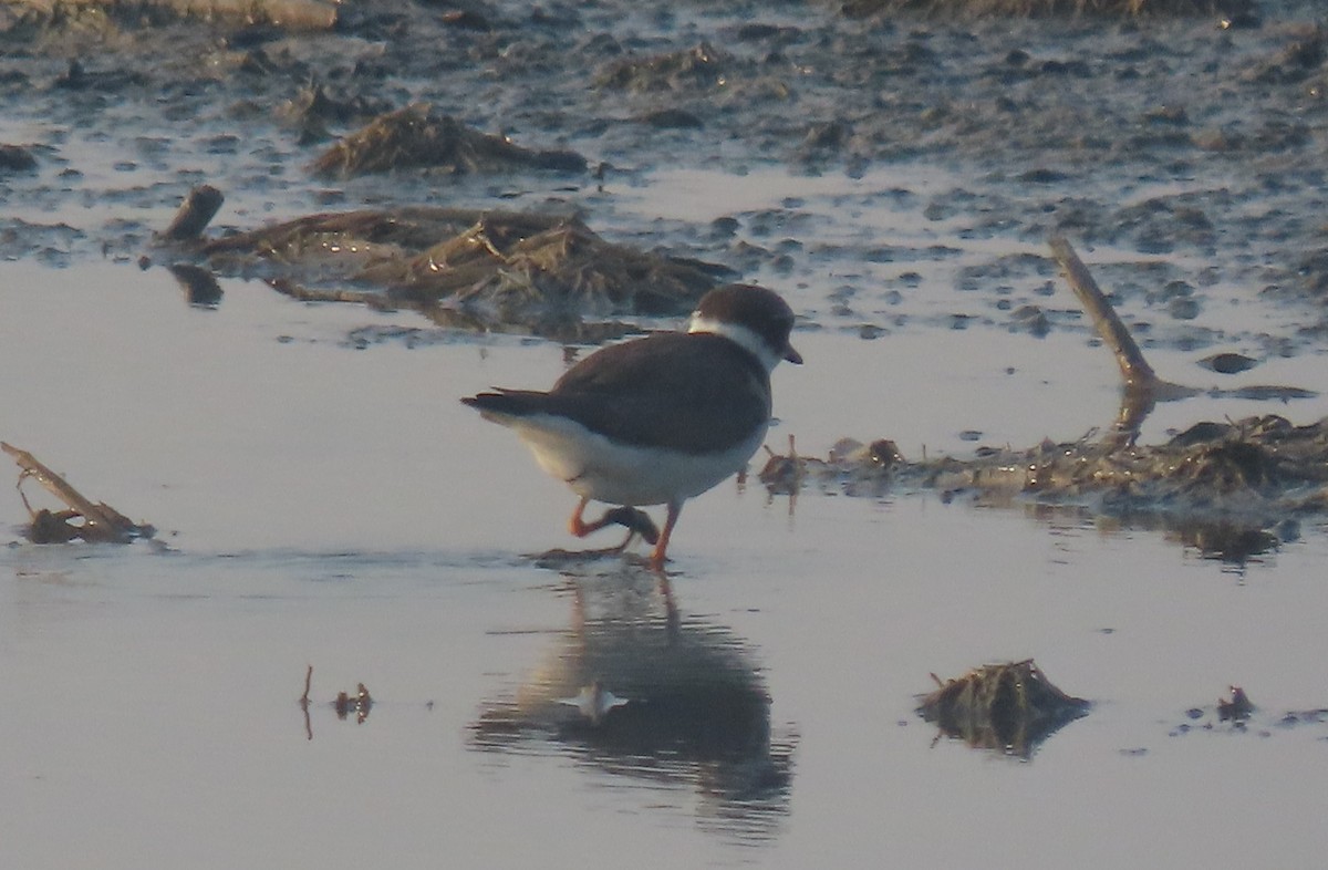 Common Ringed Plover - ML624116881