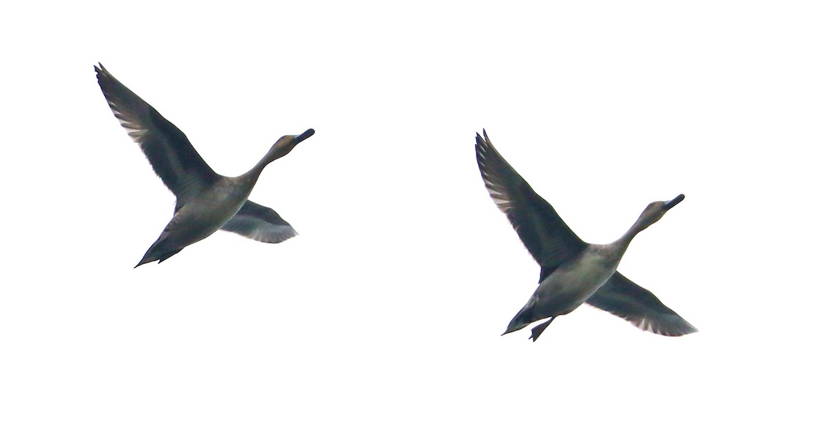 Northern Pintail - ML624116883