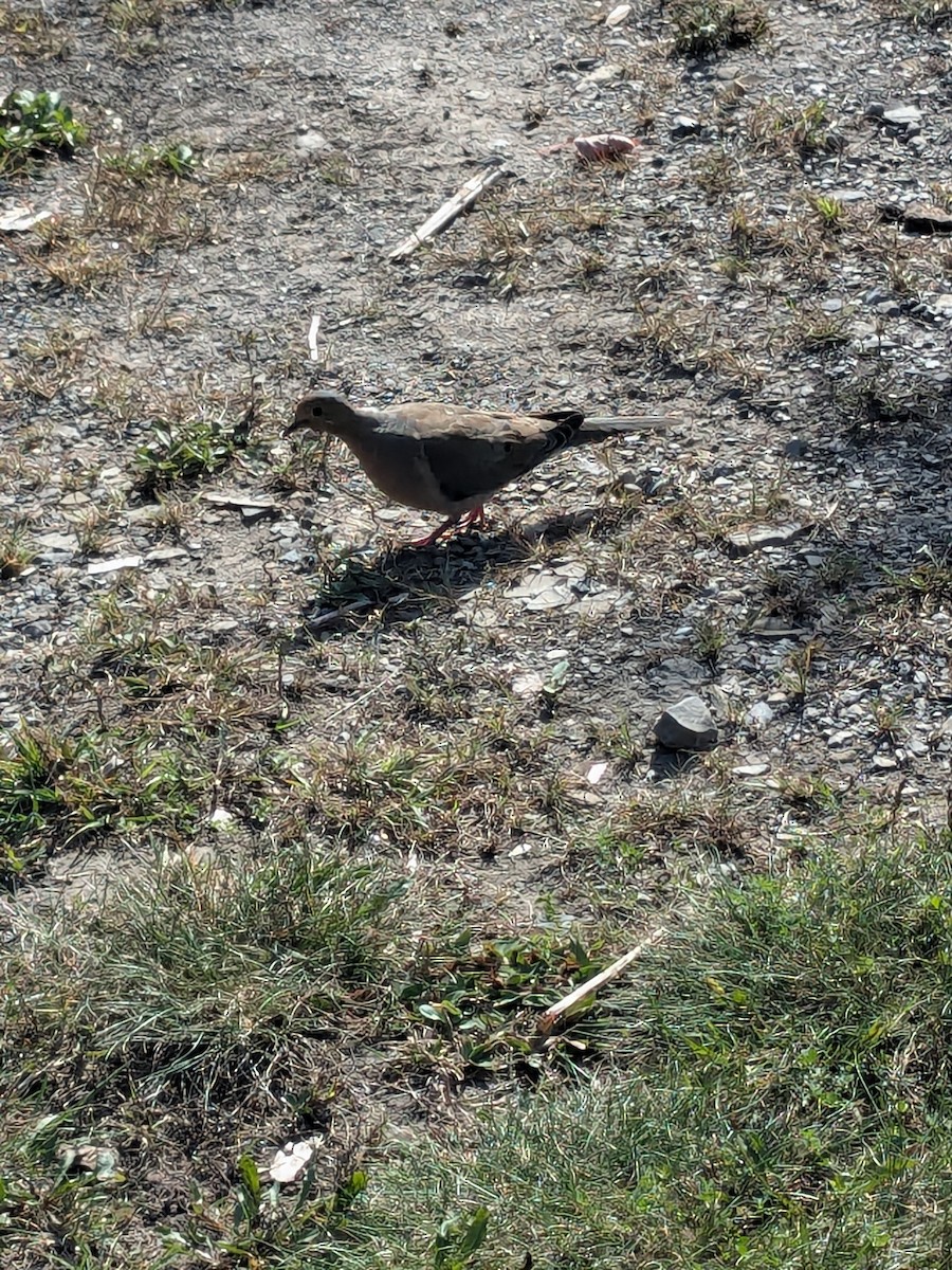 Mourning Dove - ML624116884