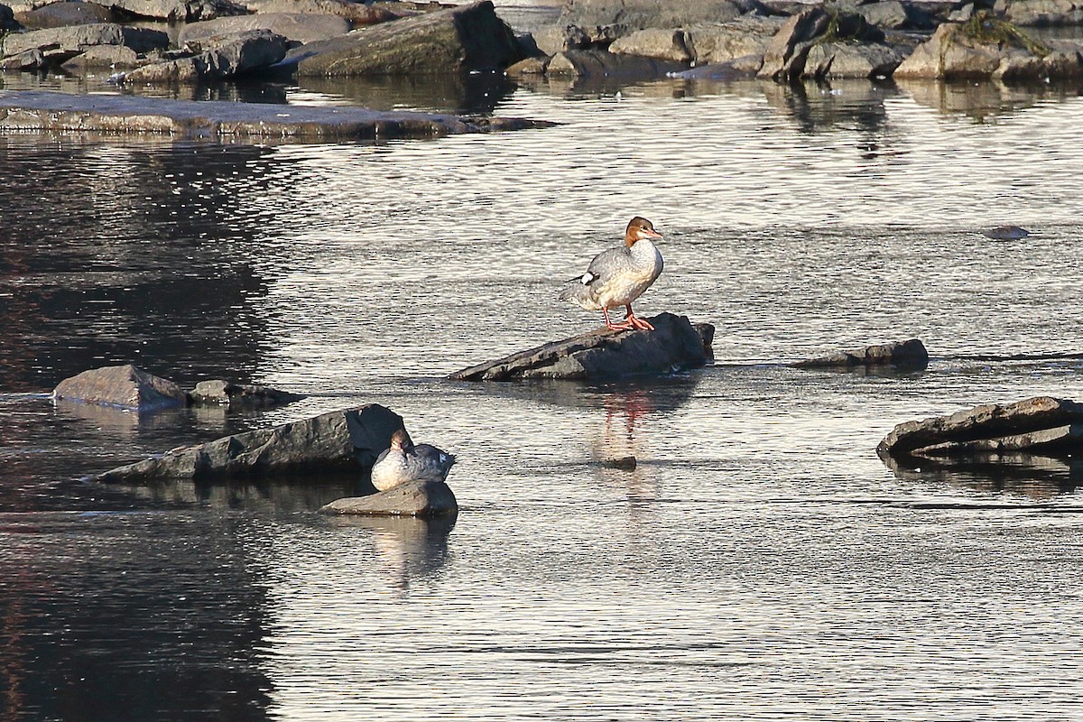 Common Merganser - ML624116887