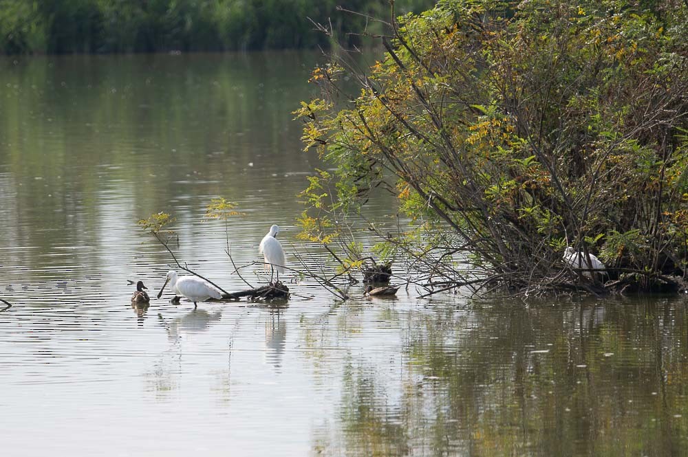 Eurasian Spoonbill - ML624116890