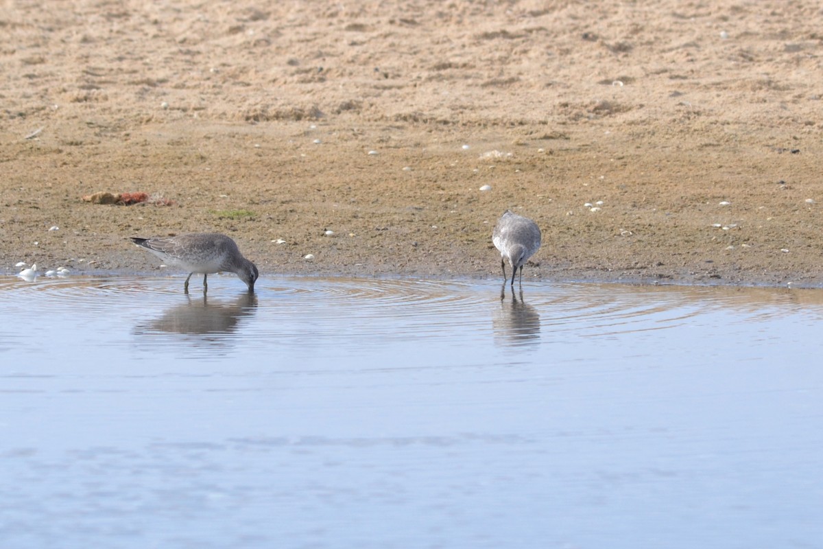 Red Knot - ML624116891