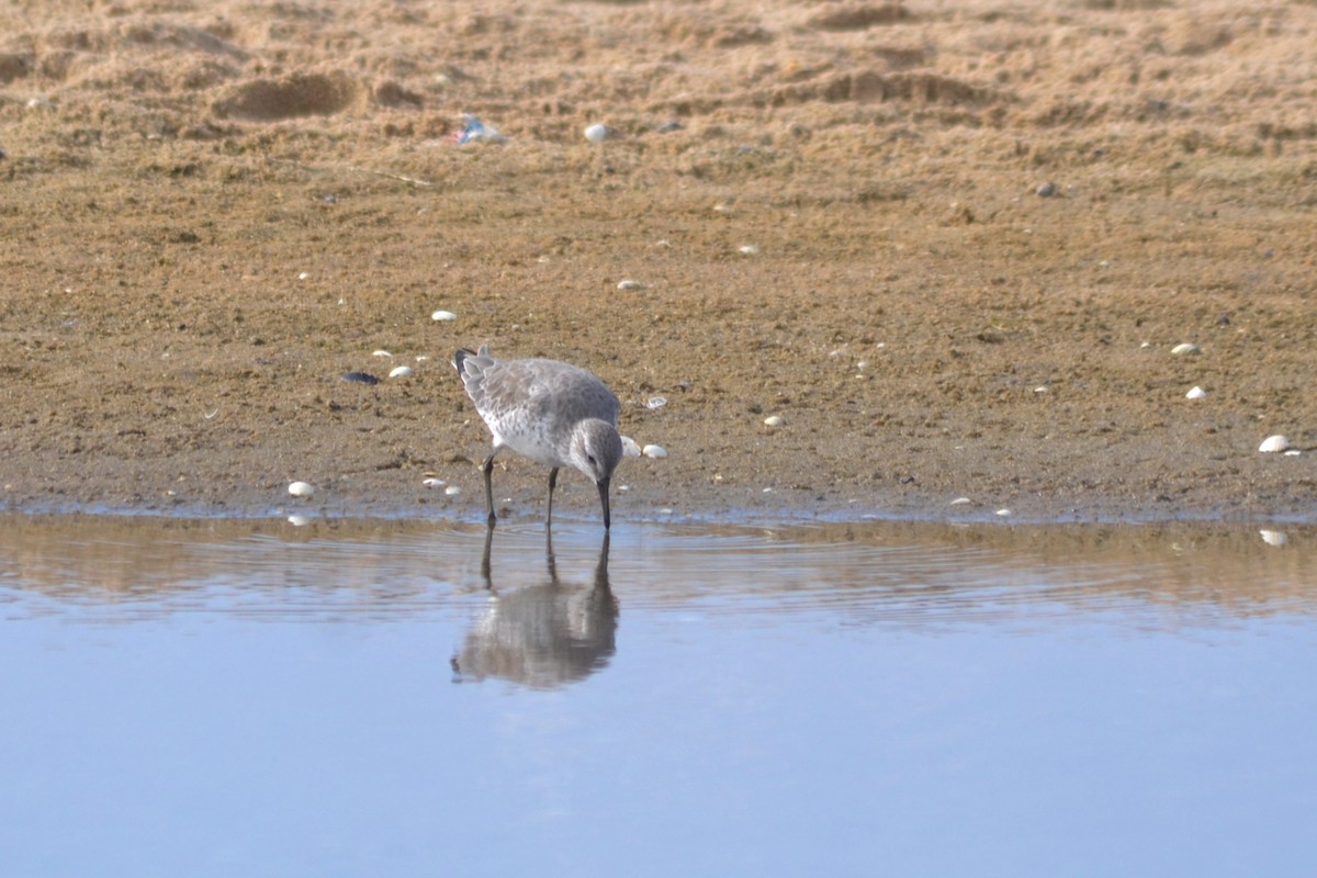 Red Knot - ML624116893