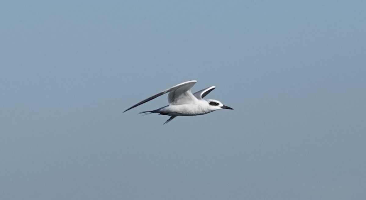 Forster's Tern - ML624116894