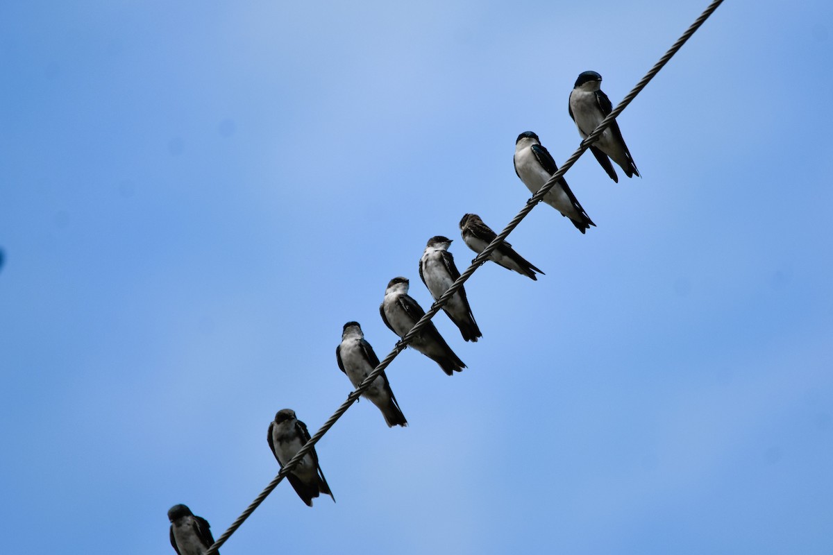 Tree Swallow - ML624116896