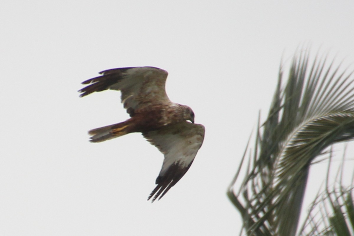 Western Marsh Harrier - ML624116898