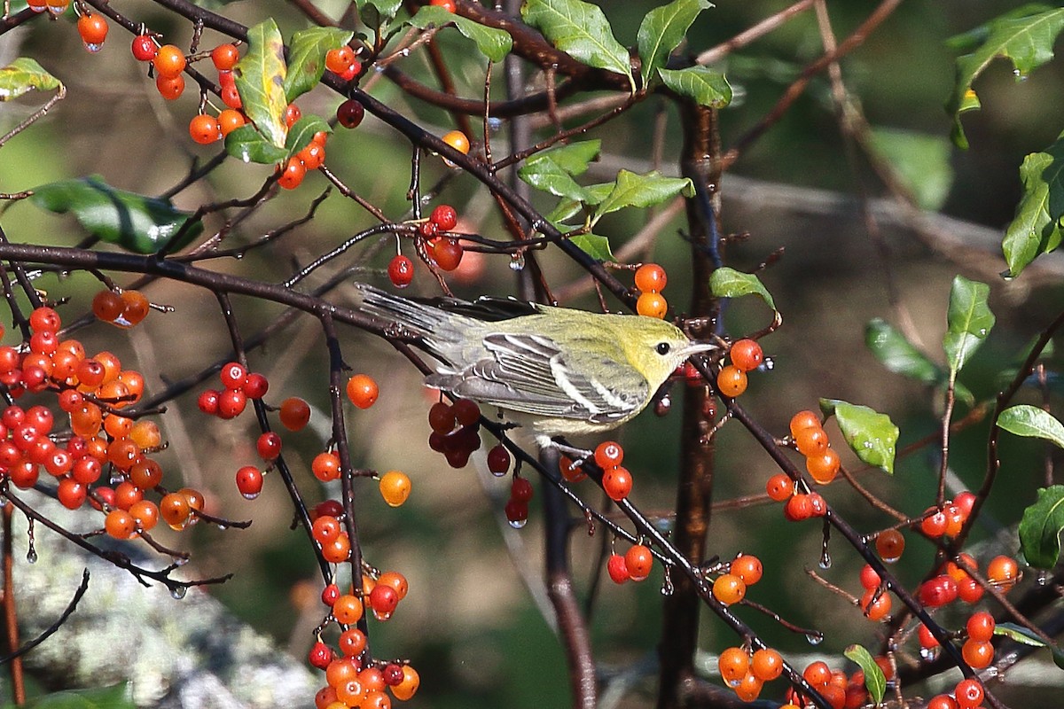 Bay-breasted Warbler - ML624116900