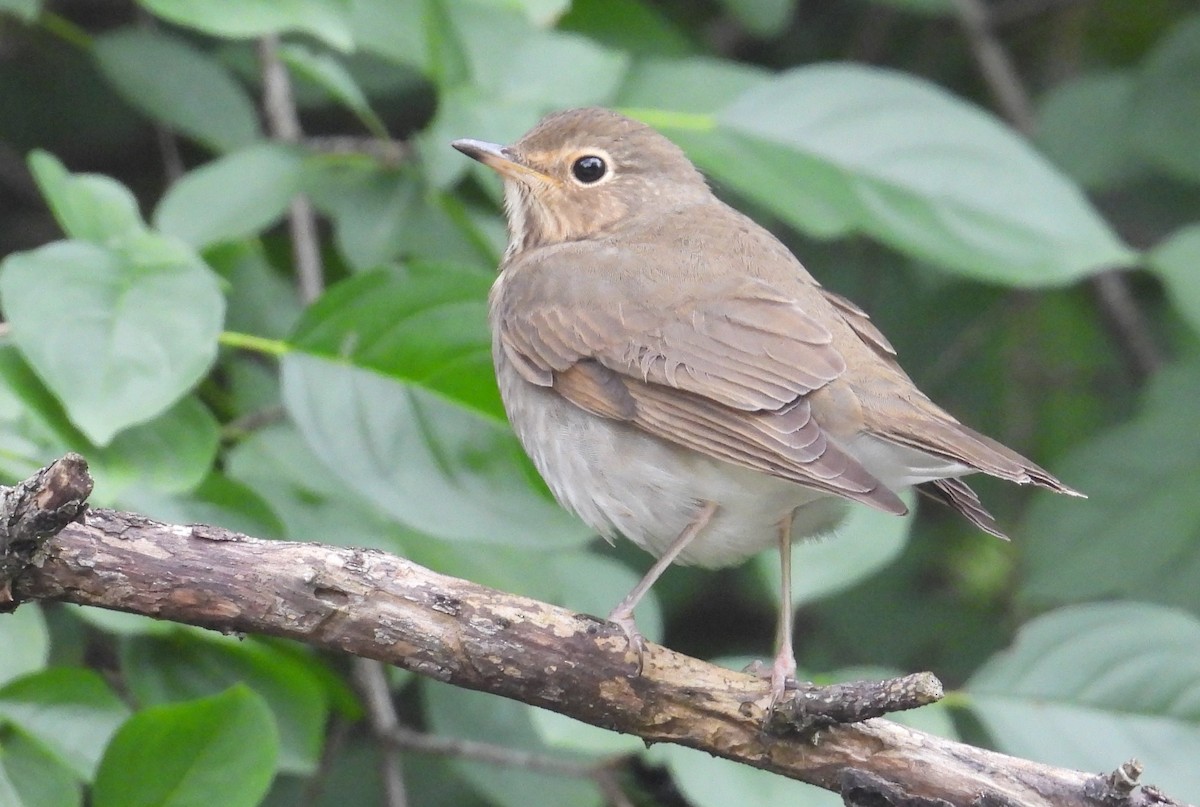 Swainson's Thrush - ML624116901