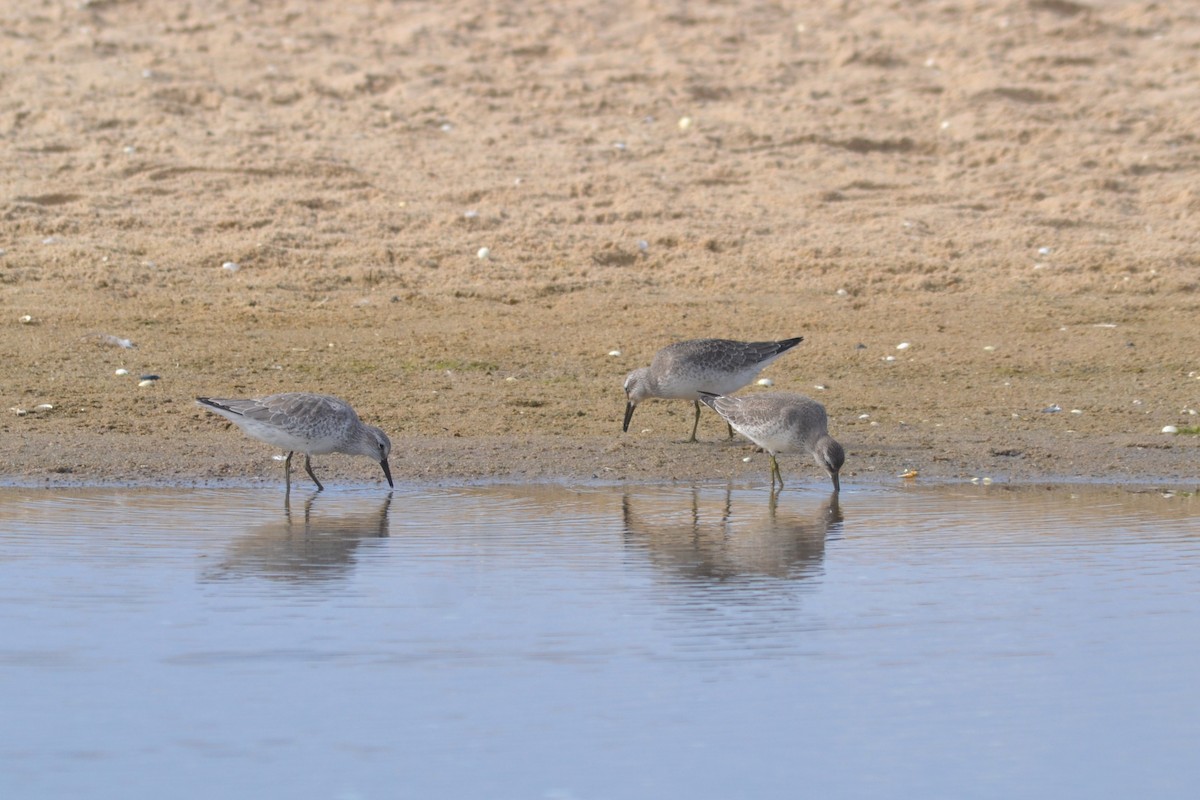 Red Knot - ML624116902