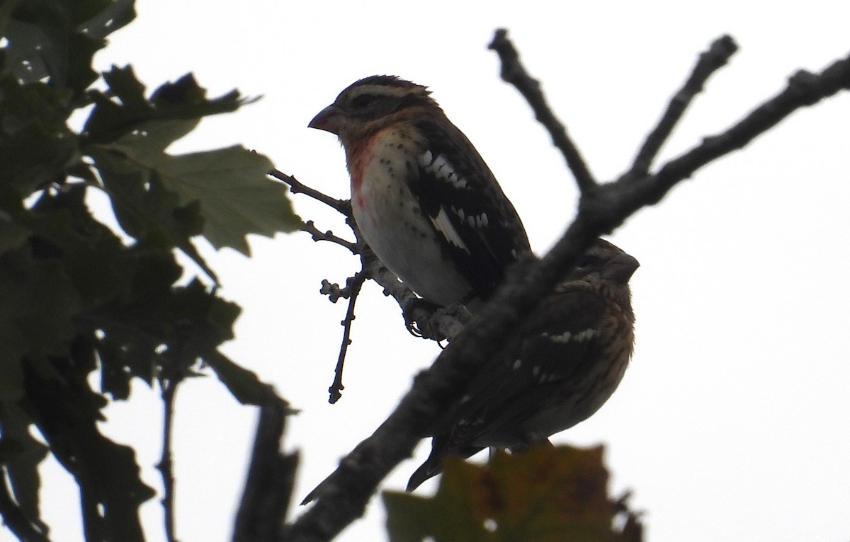 Rose-breasted Grosbeak - ML624116906