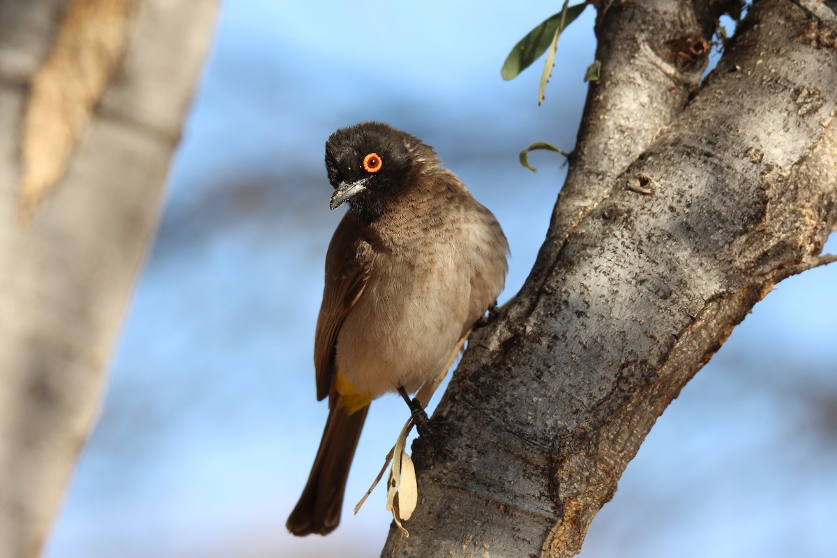 Bulbul Encapuchado - ML624116907