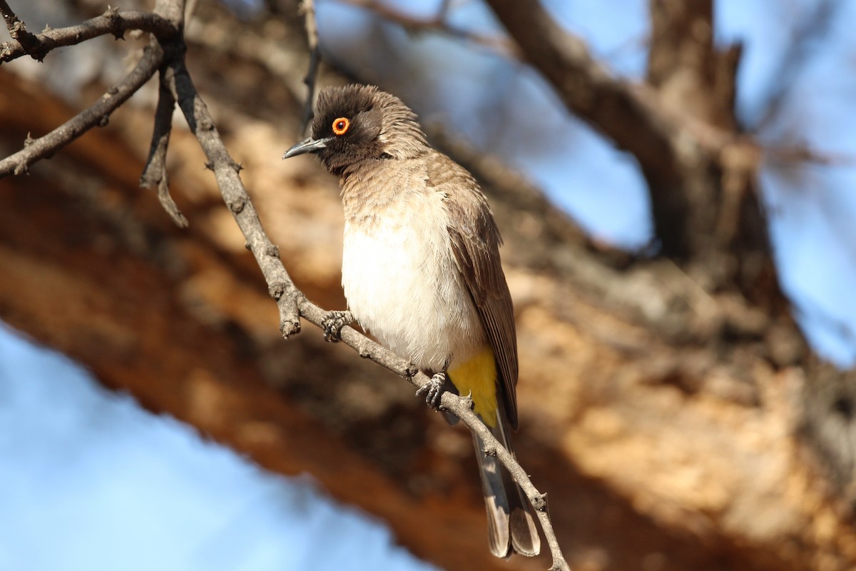 Bulbul Encapuchado - ML624116908