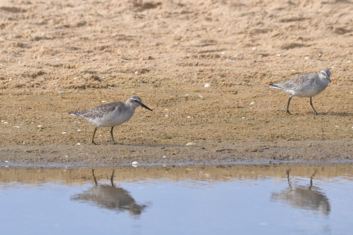 Red Knot - ML624116909