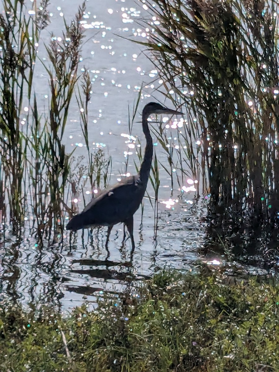 Great Blue Heron - ML624116910