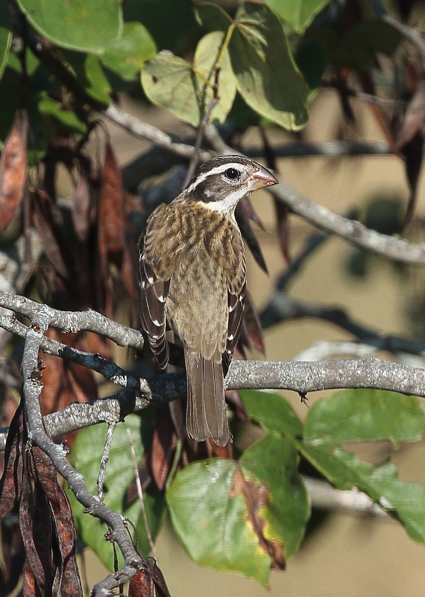 Rose-breasted Grosbeak - ML624116911