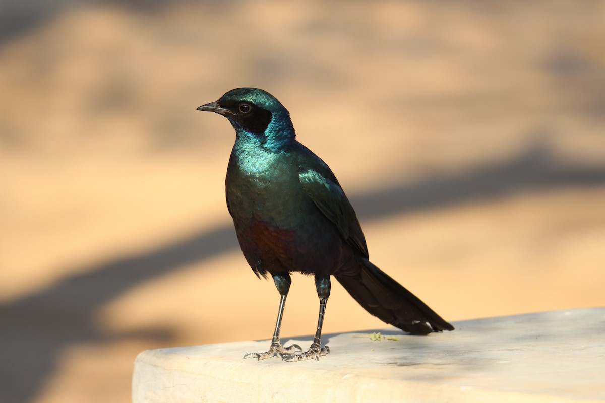 Burchell's Starling - ML624116912