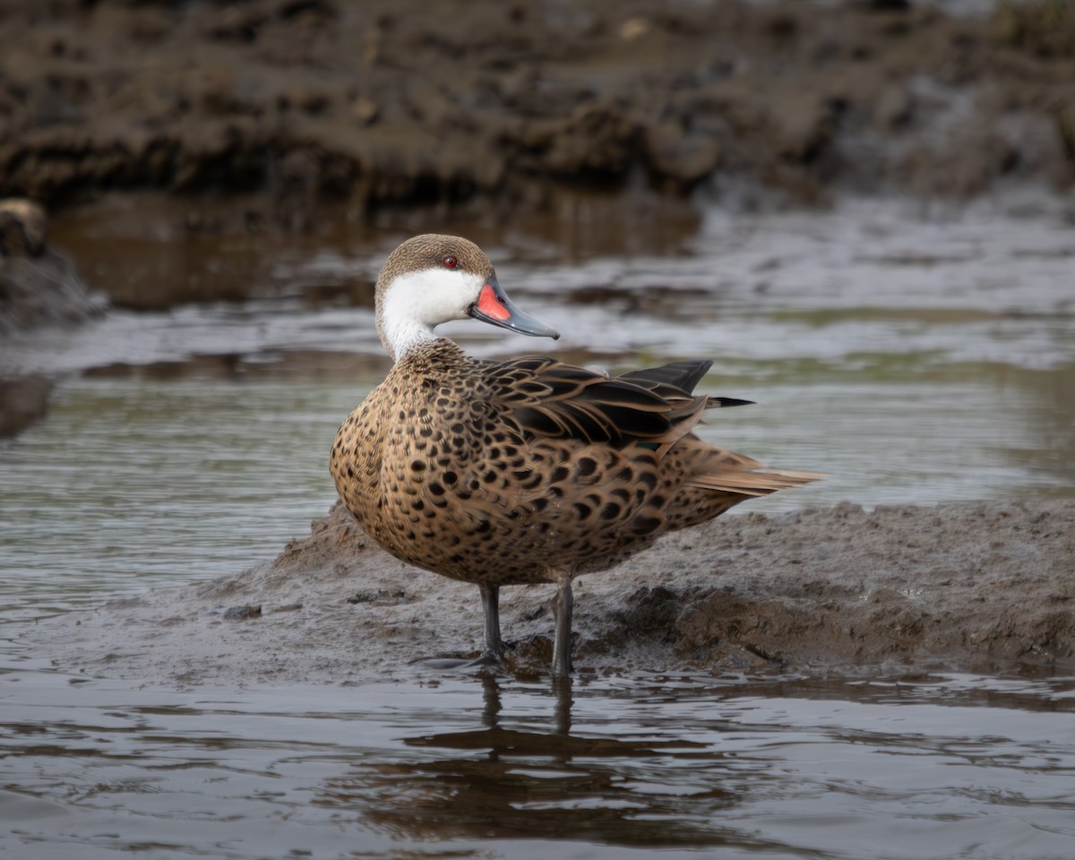 White-cheeked Pintail - ML624116913