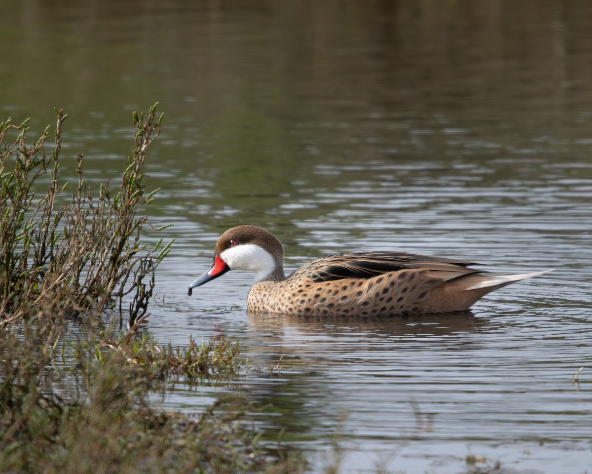 White-cheeked Pintail - ML624116914