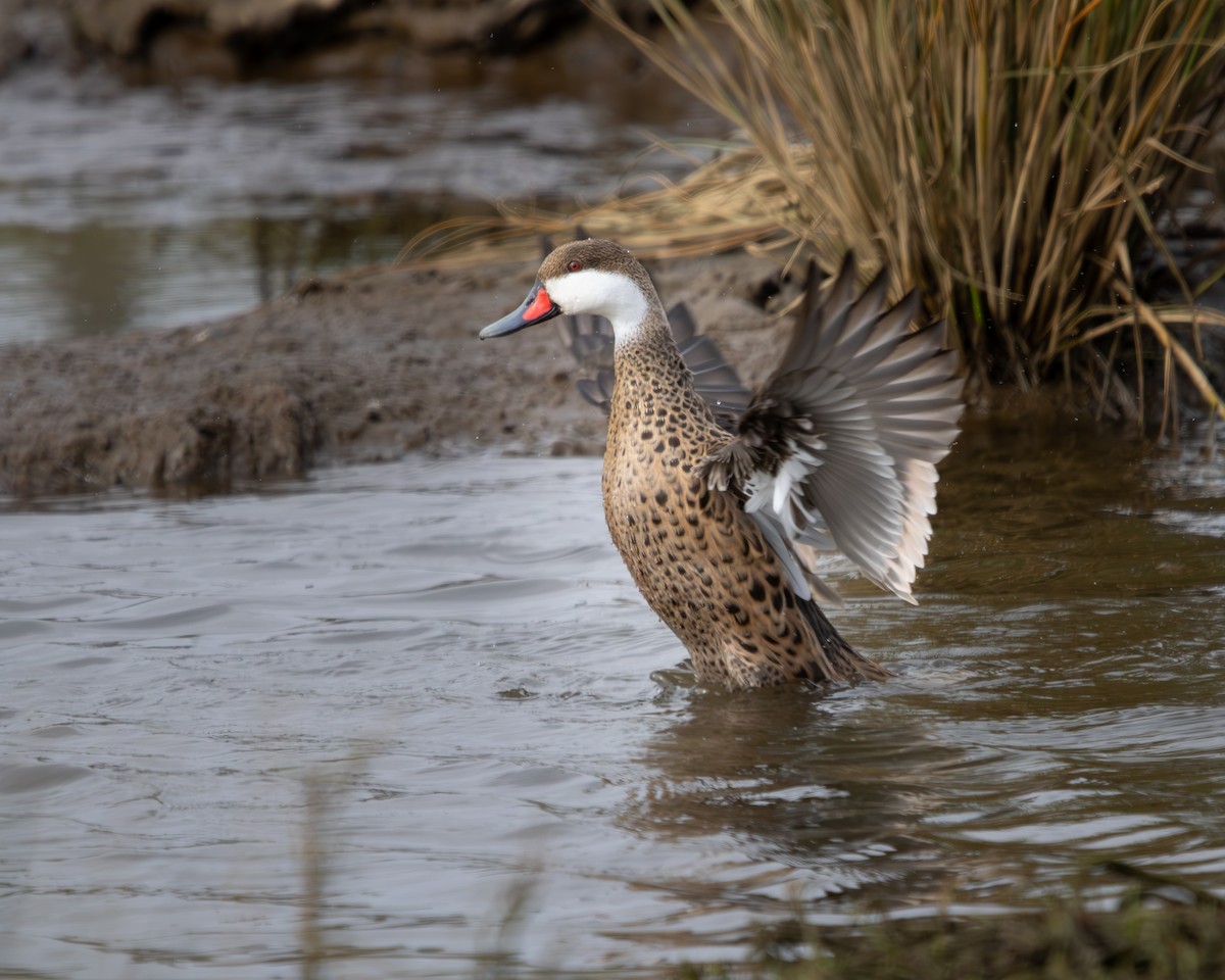 White-cheeked Pintail - ML624116915