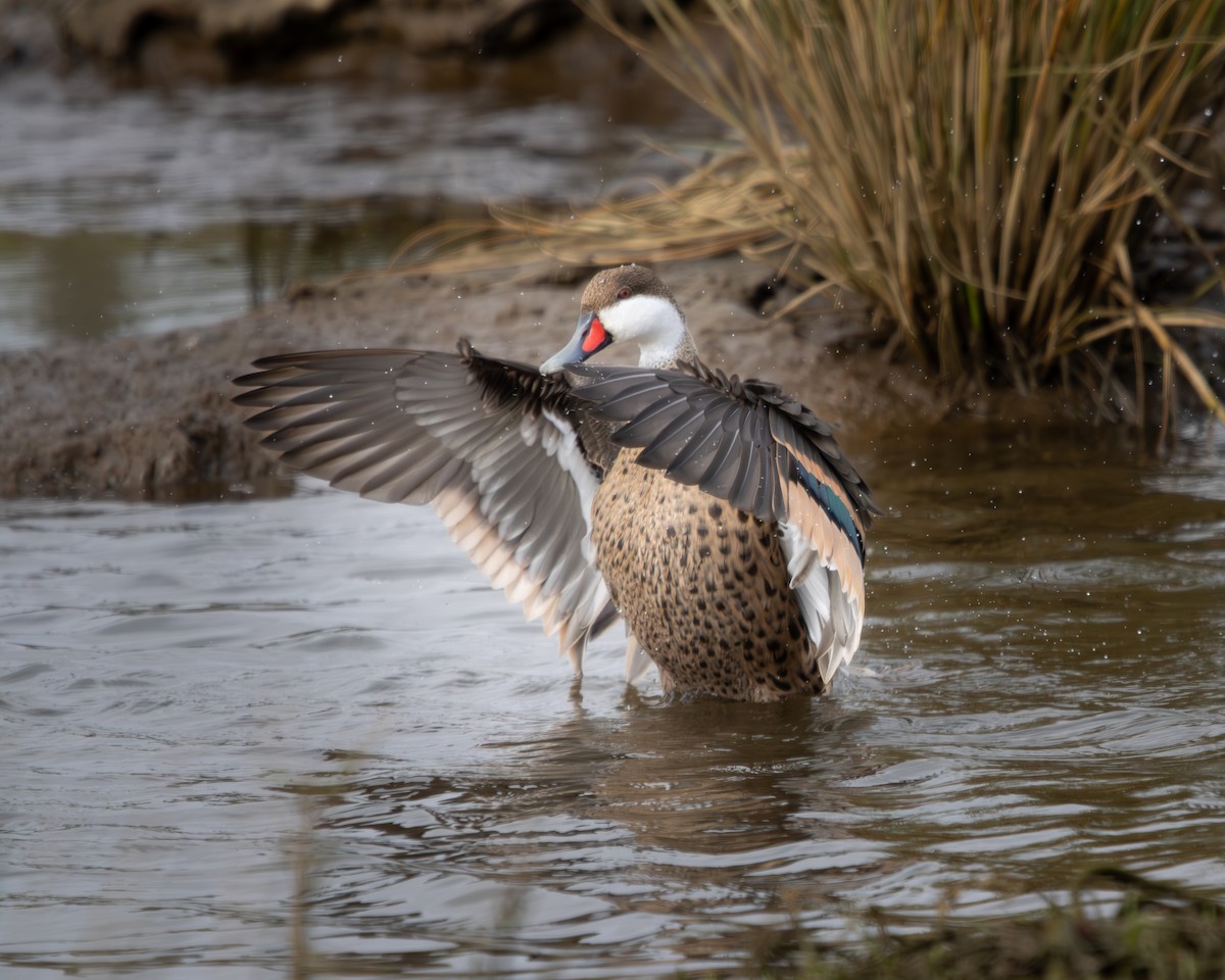 White-cheeked Pintail - Constanza Mellado