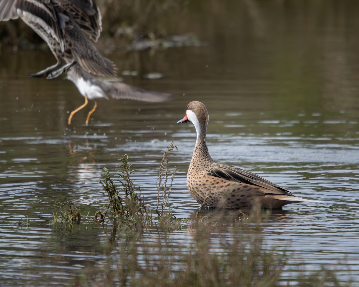 White-cheeked Pintail - ML624116917