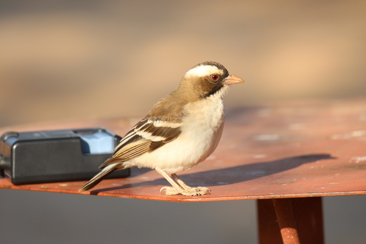 White-browed Sparrow-Weaver - ML624116918