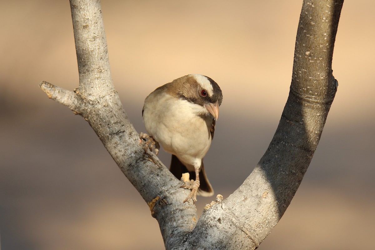 White-browed Sparrow-Weaver - ML624116919