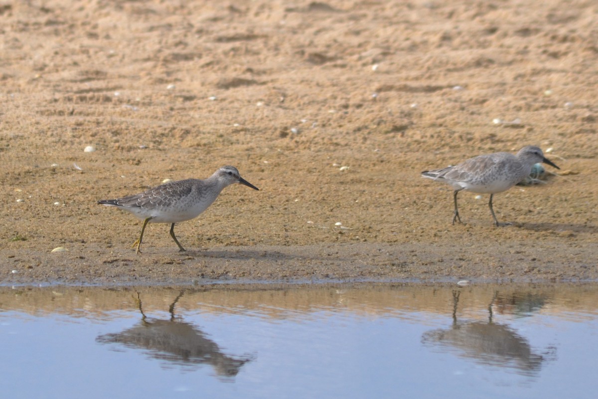 Red Knot - ML624116920