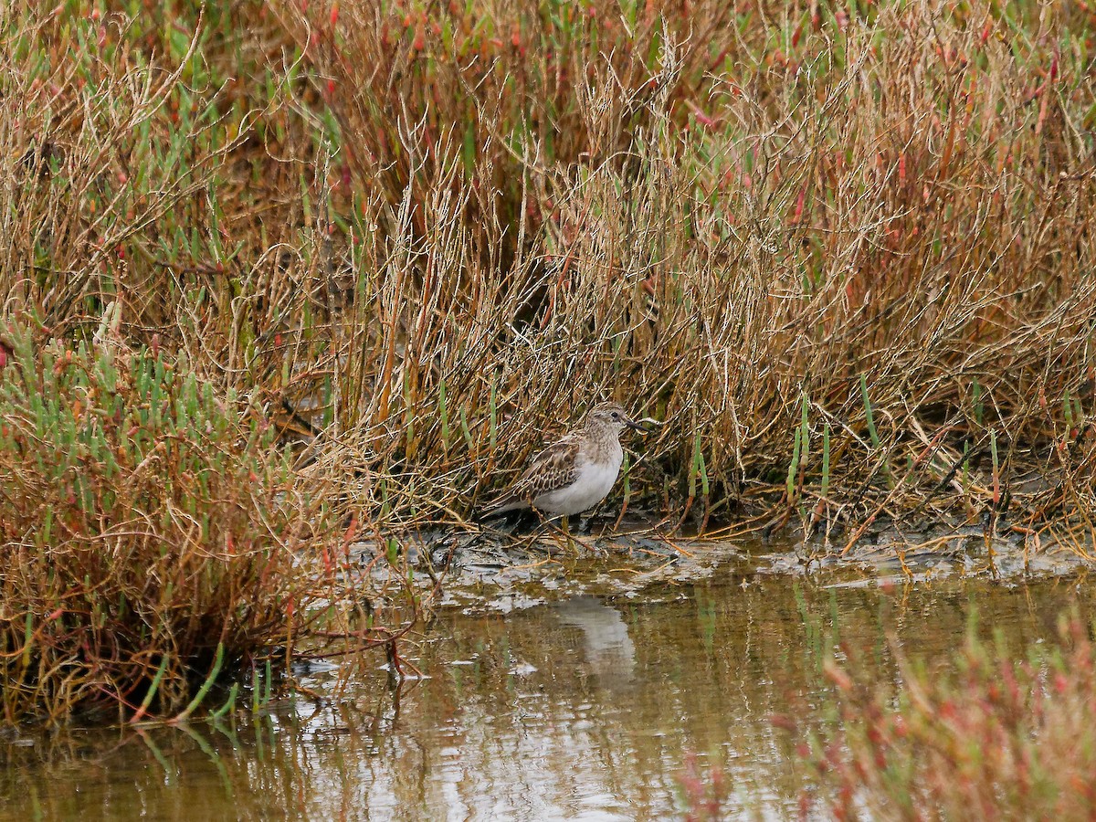 Least Sandpiper - ML624116921